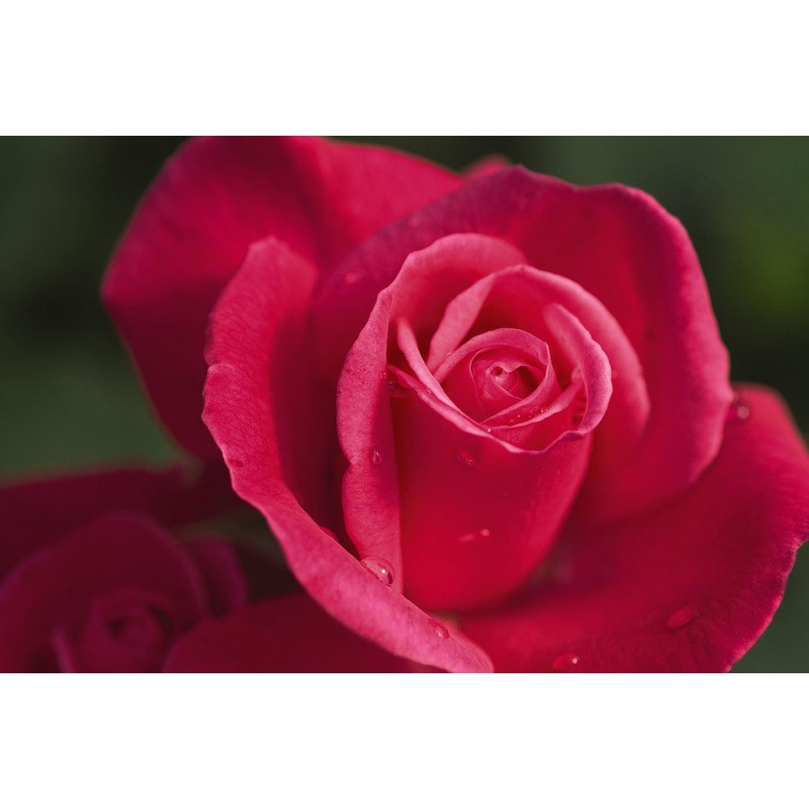 Easy Elegance 1.6-Gallon Pink Rose Accent Shrub in Pot at Lowes.com