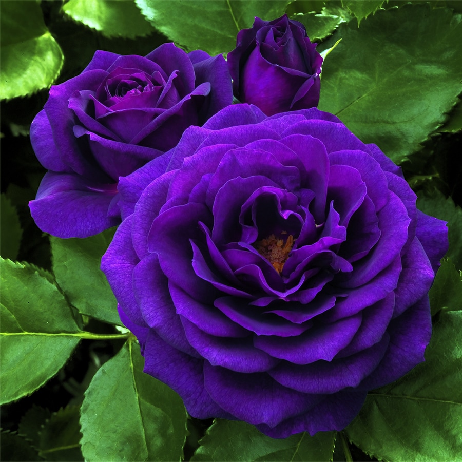 dark purple roses