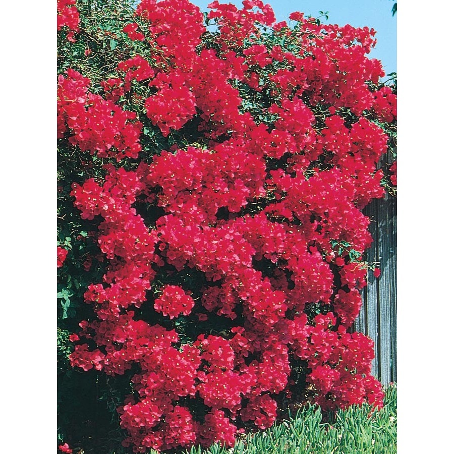 1.5Gallon Multicolor Bougainvillea Bush Flowering Shrub in Pot (L10024