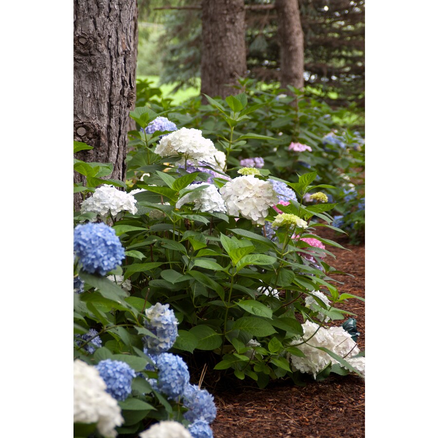 Endless Summer 2-Gallon White Endless Summer Blushing Bride Hydrangea ...