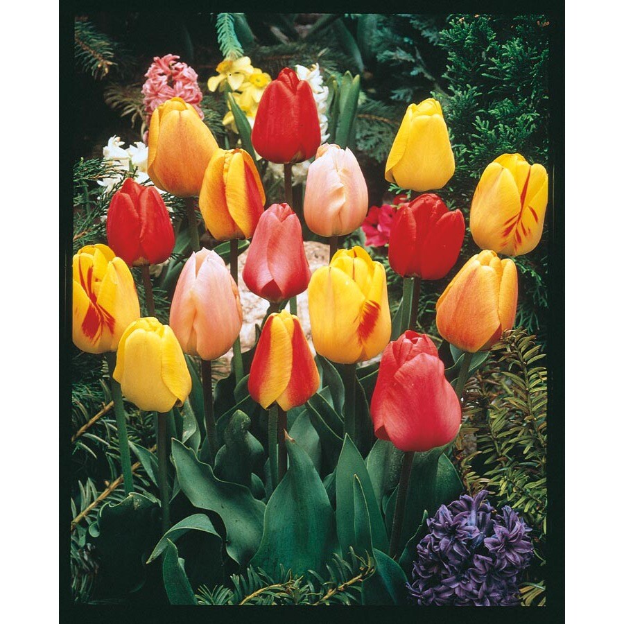  NURSERY Tulip Bulbs (L17334)