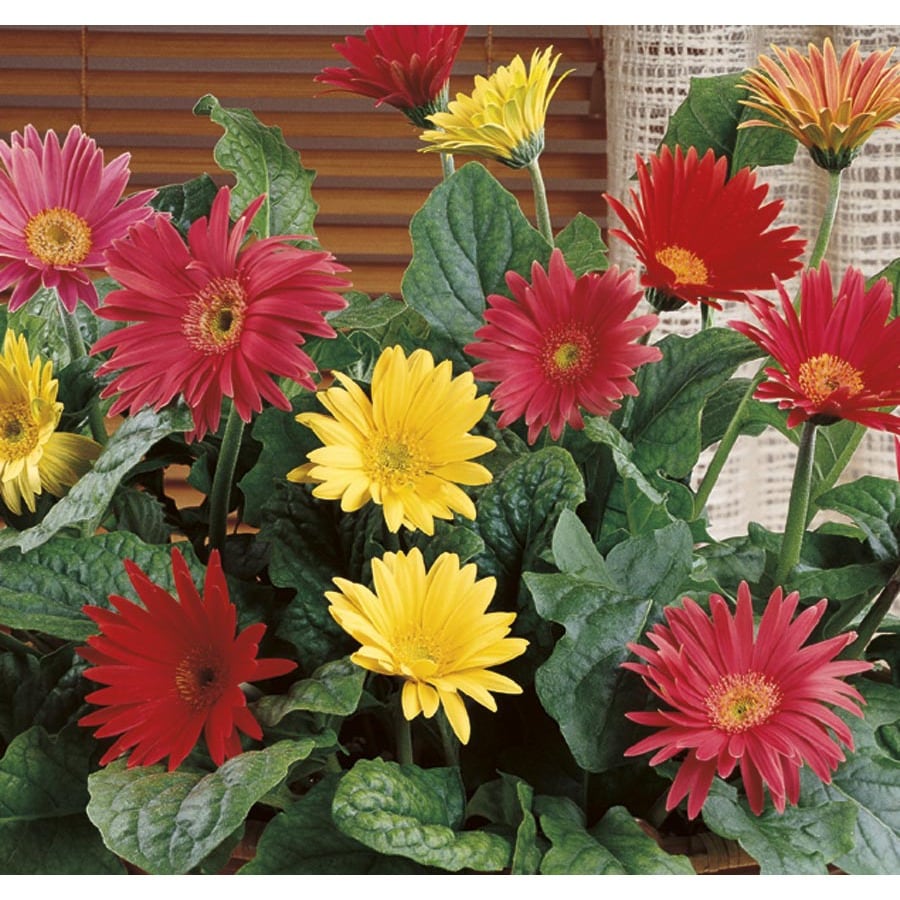 1.21-Pint Mixed Gerbera Daisy in Plastic Pot (L20437hp)