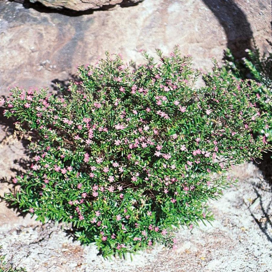 1Pint Purple Mexican Heather in Pot (L7071) at