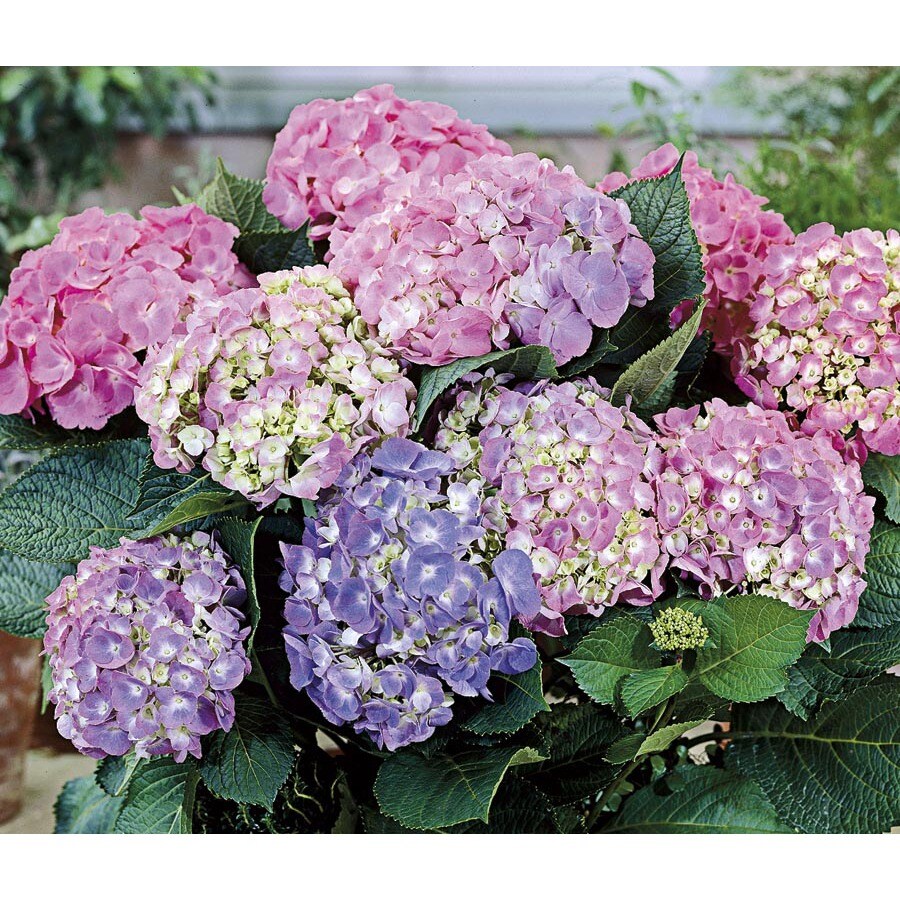 1.25-Quart Mixed Hydrangea in Plastic Pot (L20439hp) at