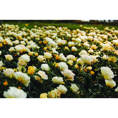 2Gallon in Pot Yellow Drift Rose Popcorn in the Roses department at