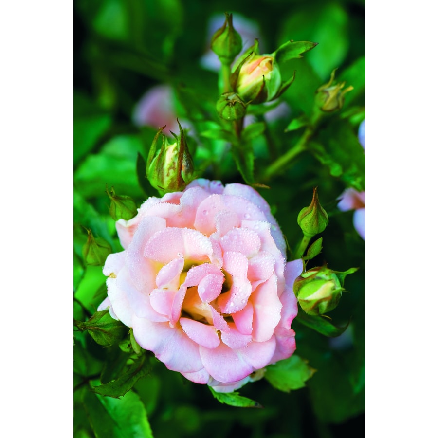 2 Gallon Pot Pink Drift Rose Peach At Lowes 2 Gallon Pot Pink Drift Rose Peach