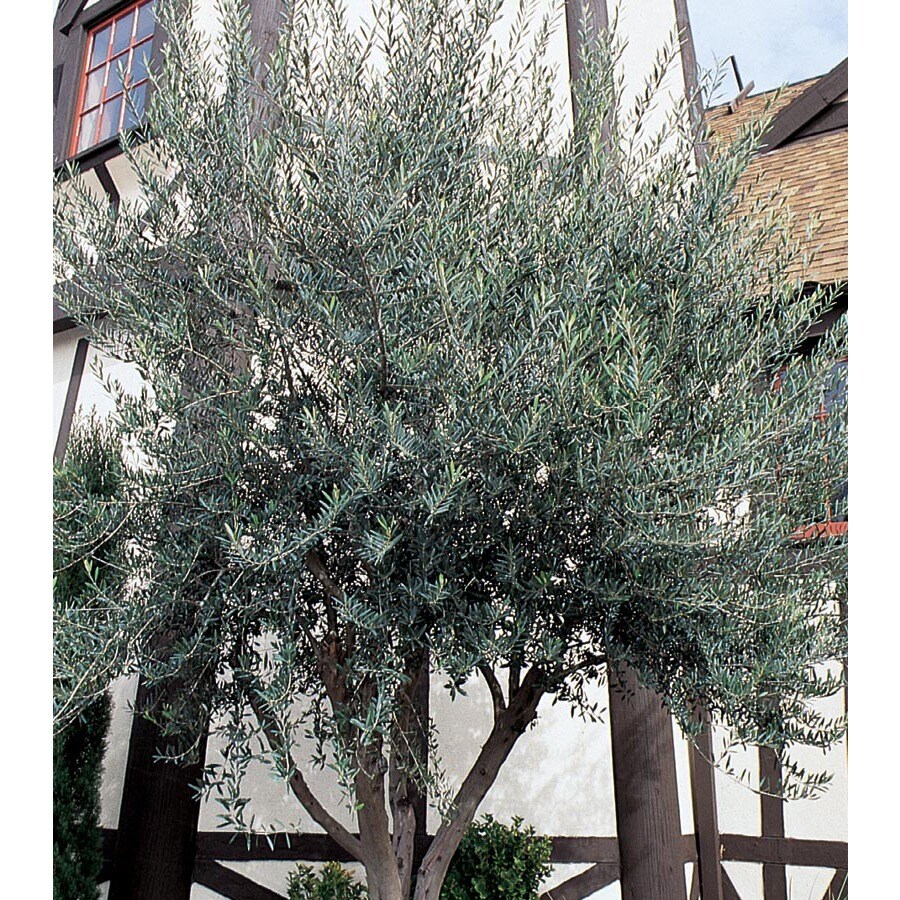 1Gallon European Olive Feature Tree (L14921) at