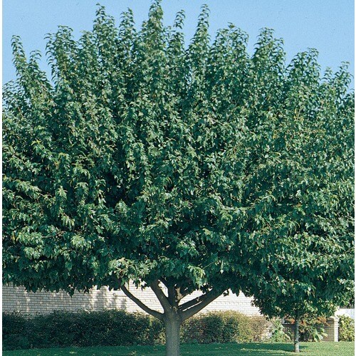 1Gallon Fruitless Mulberry Shade Tree in Pot (L3600) in the Trees