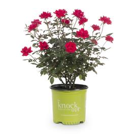 1-Gallon Double Knock Out Rose (LW02389)