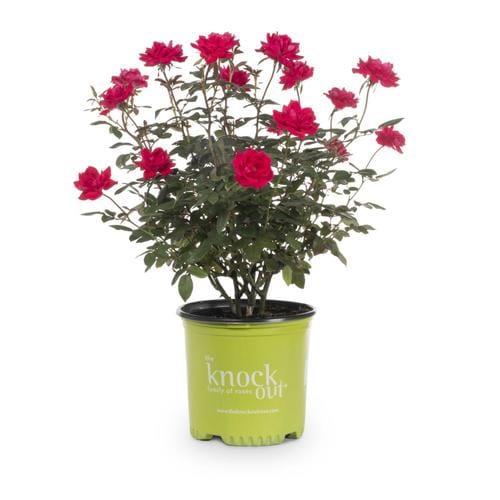 1-Gallon in Pot Red Double Knock Out Rose (Lw02389) in the Roses ...