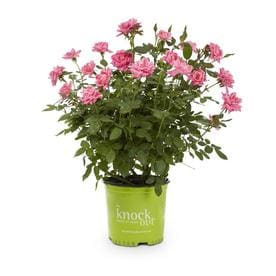 1-Gallon in Pot Red Double Knock Out Rose (Lw02389)