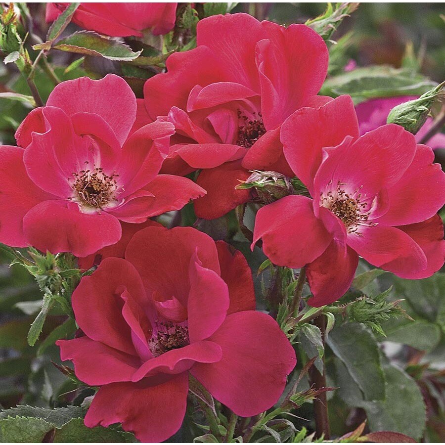 Shop 3Gallon Pot Knock Out Rose (L10923) at