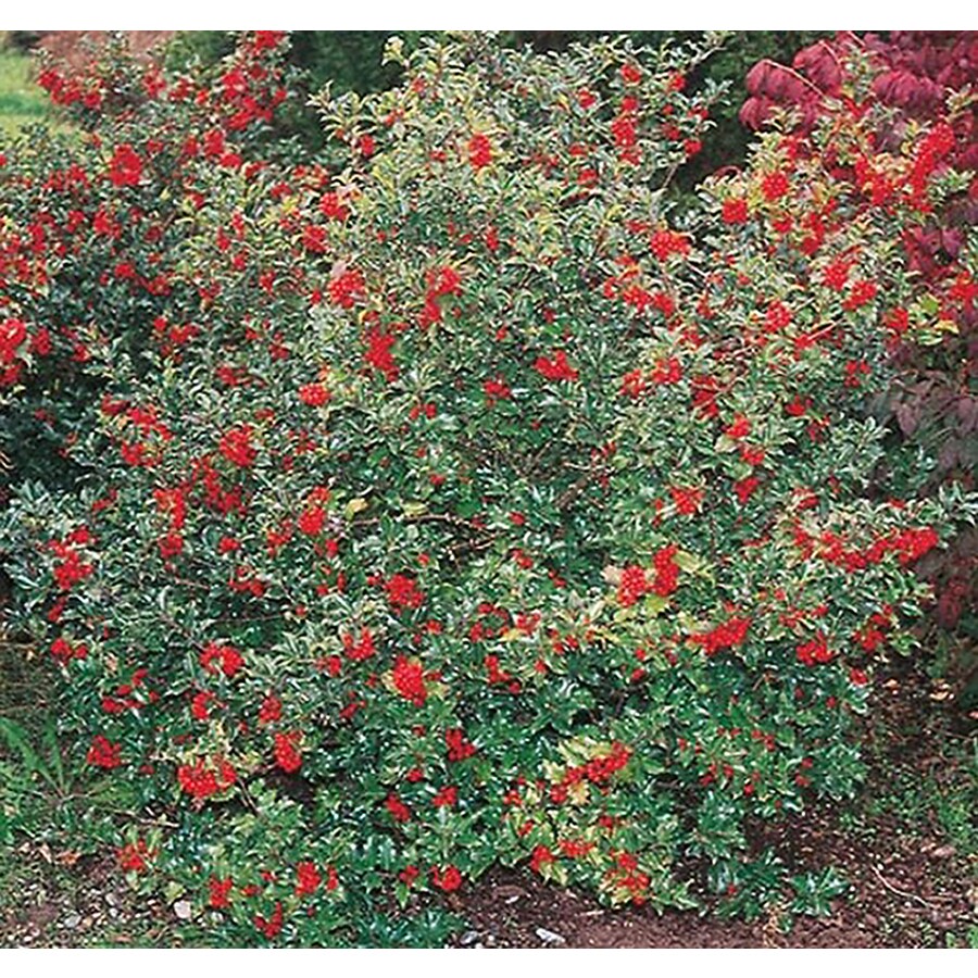 Blue Princess Holly Foundation/Hedge Shrub in Pot (With Soil) (L4501