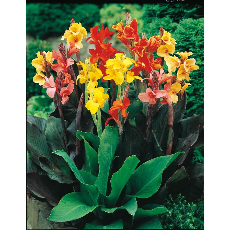 1.5Gallon in Pot Mixed Canna Lily (Lb3461b) at