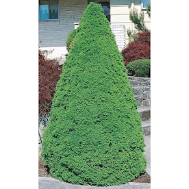 Dwarf Alberta Spruce Feature Shrub in Pot (With Soil) (L8449)