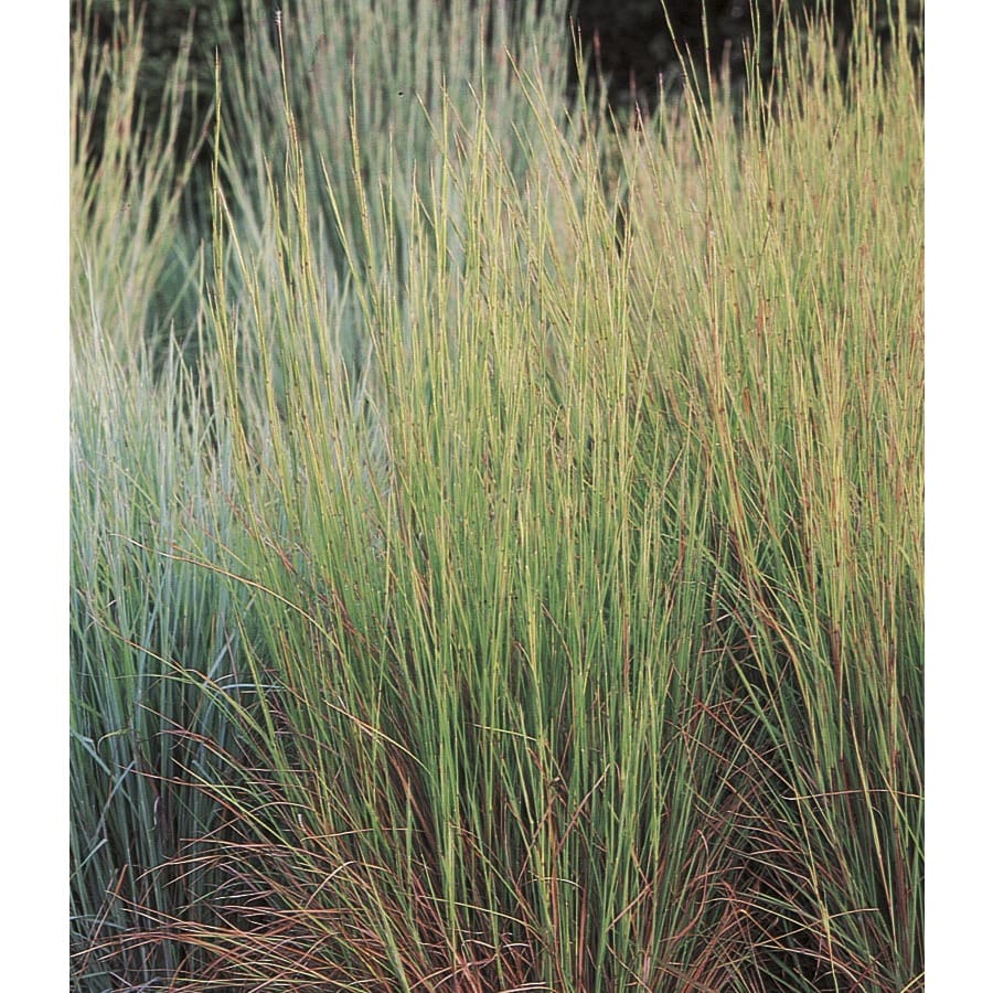 sisachryium blue stem grass