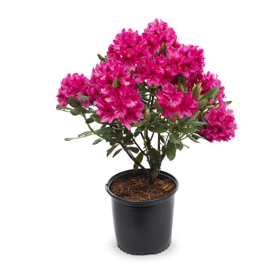 3.58-Gallon Red Nova Zembla Rhododendron Flowering Shrub in Pot at ...