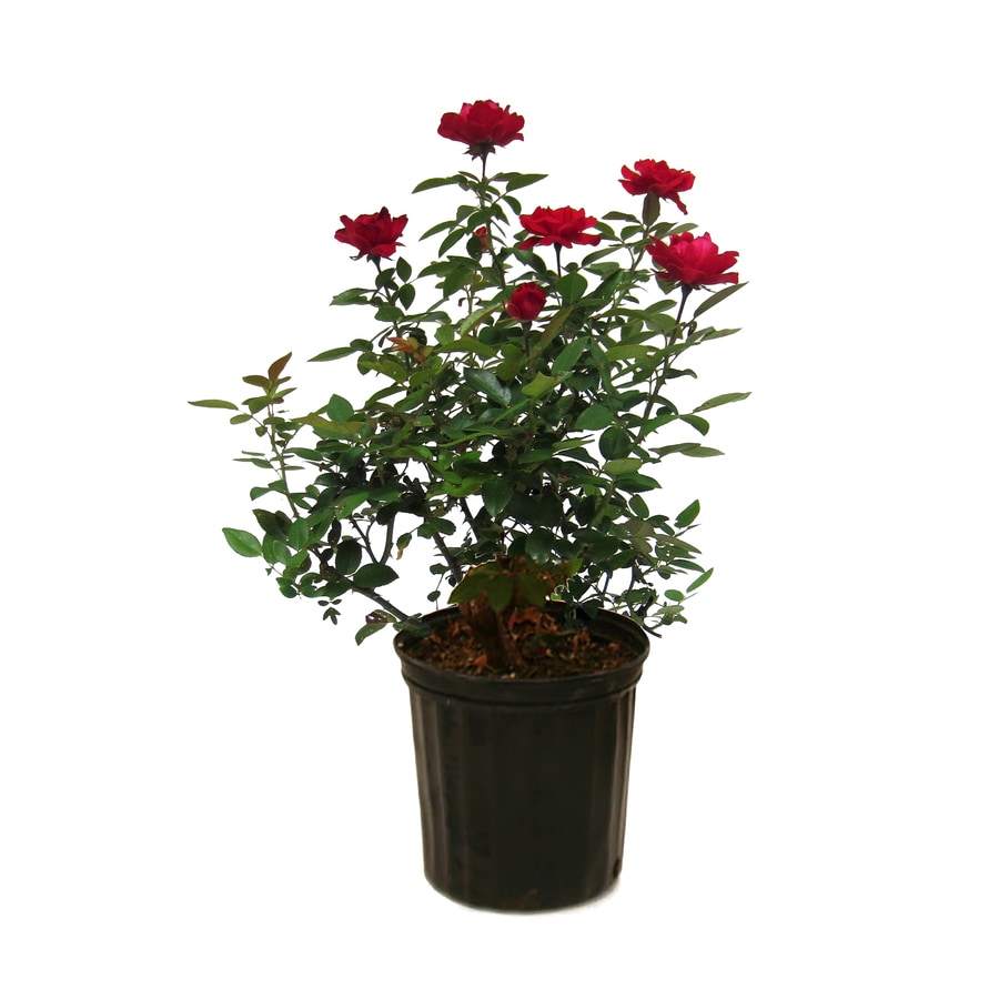 1.5-Gallon Red Rose Flowering Shrub in Pot in the Shrubs department at ...