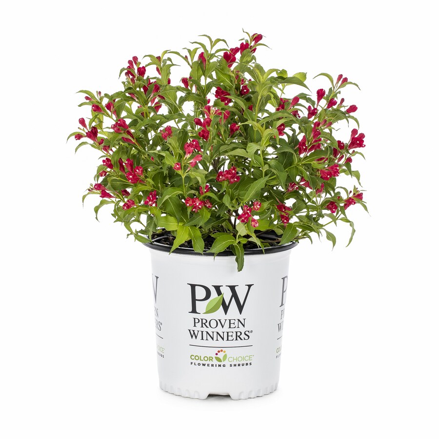 2-Gallon Pink Sonic Bloom Weigela Flowering Shrub in Pot in the Shrubs ...