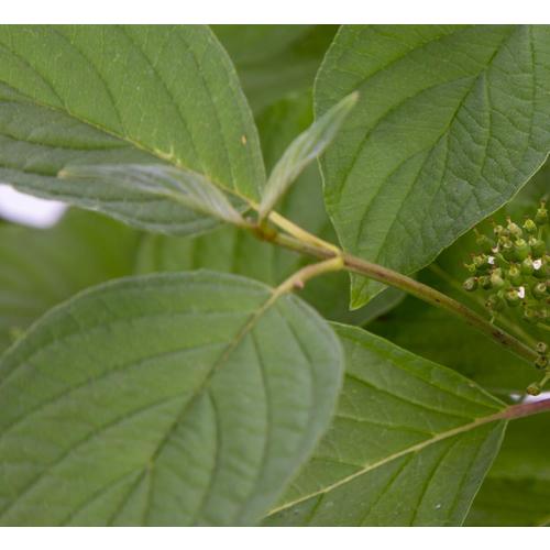 3Gallon White Cayenne Dogwood Accent Shrub in Pot in the Shrubs