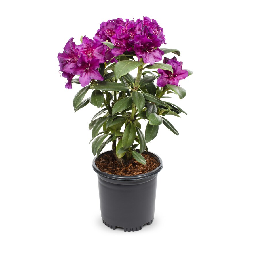 1-Gallon Multicolor Rhododendron Flowering Shrub in Pot in the Shrubs ...