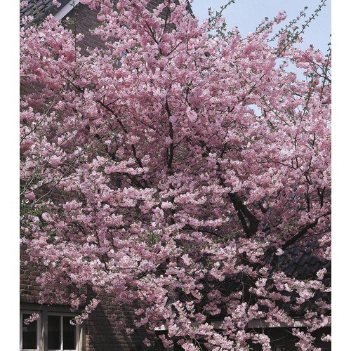 3.63-Gallon Kwanzan Flowering Cherry Flowering Tree (L1023) at Lowes.com