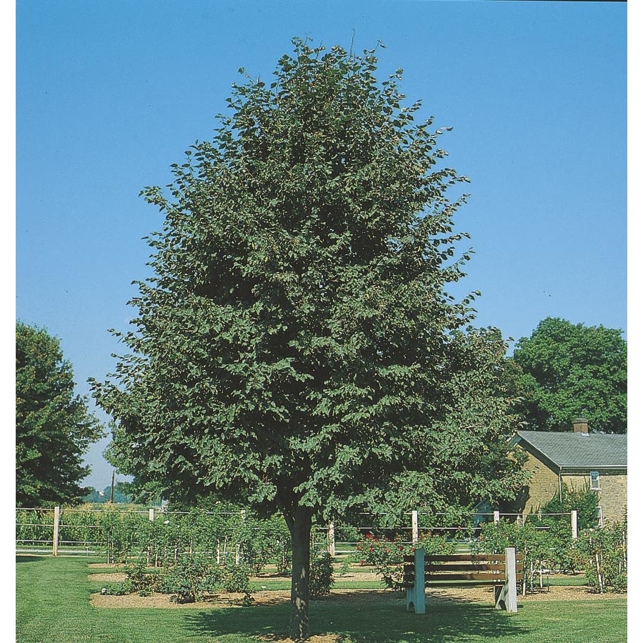 Shop 5.5-Gallon Greenspire Linden Shade Tree (L1072) at Lowes.com