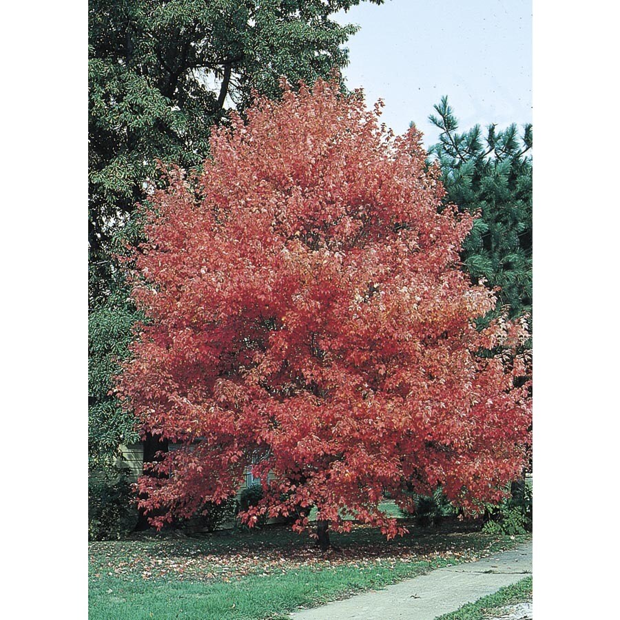 Lowe's NURSERY -Gallon Red Shade Autumn Flame Maple In pot (with soil)