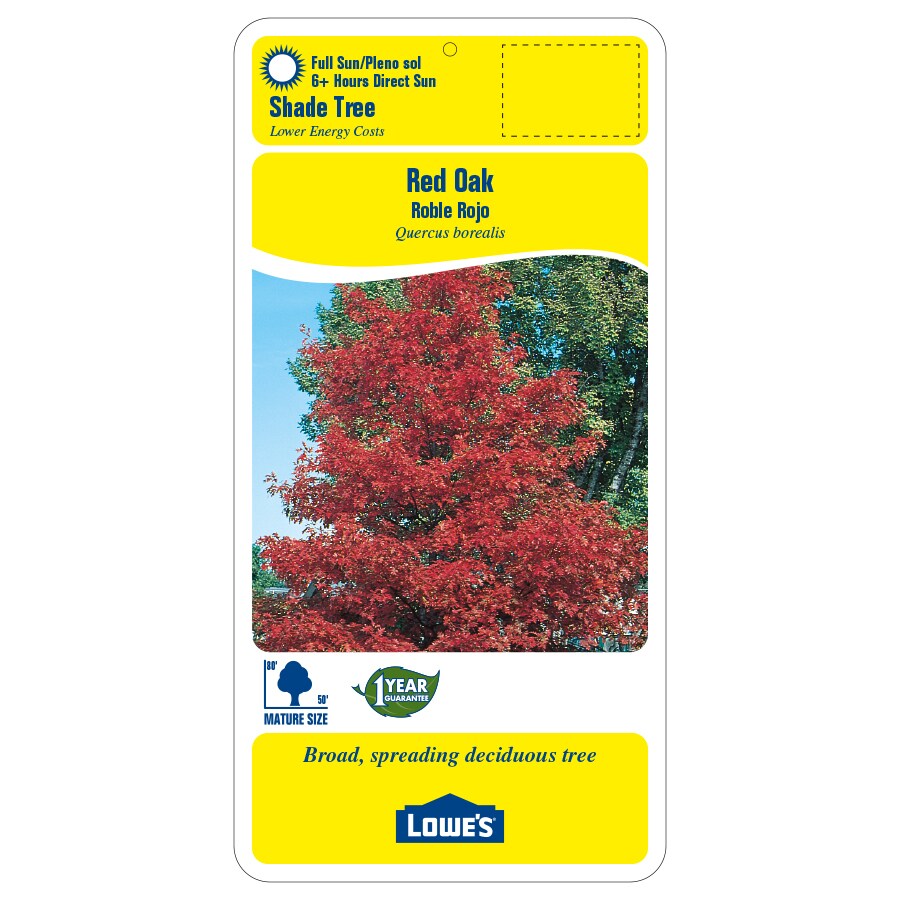 13.35-Gallon Red Oak Shade Tree in Pot (With Soil) (L7669) in the Trees ...