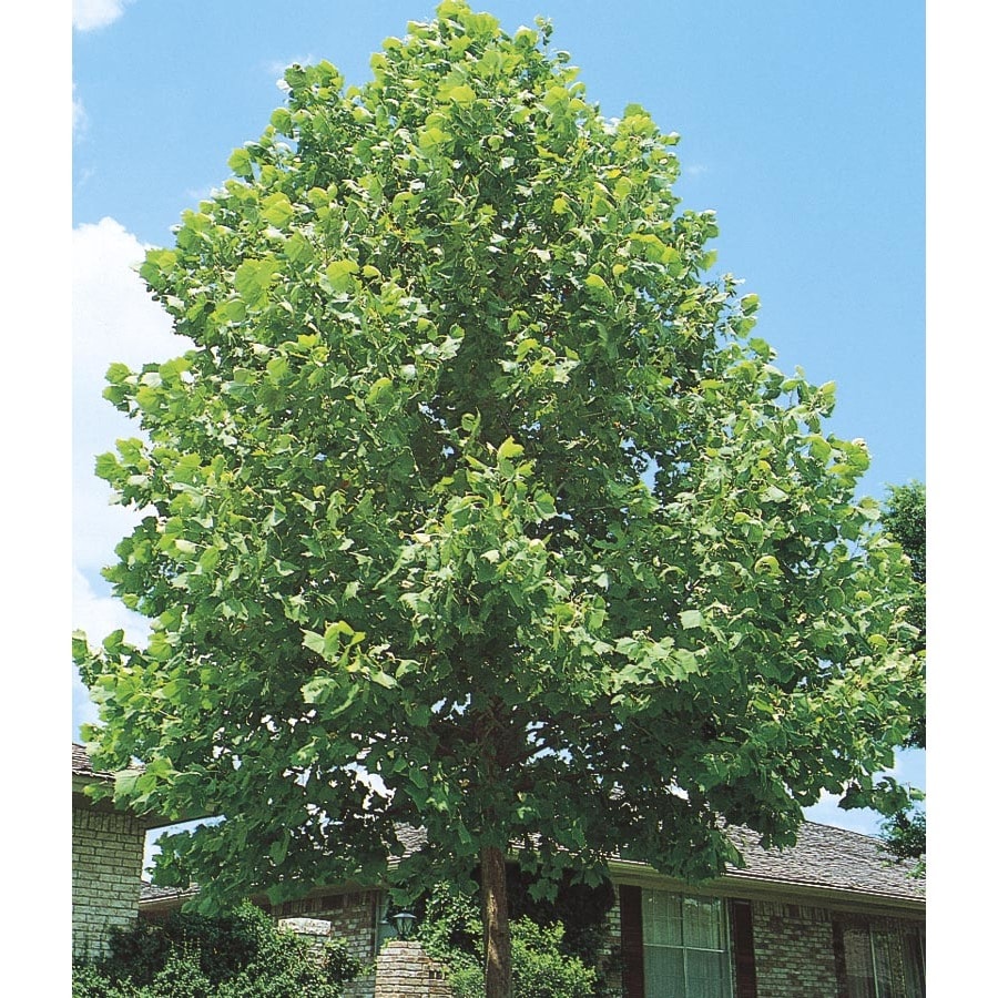 Lowe's NURSERY 6.08-Gallons Shade Sycamore Tree In Pot (With Soil)