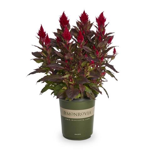 Monrovia 2.5-Quart Multicolor Celosia in Pot (L17148) in the Annuals ...