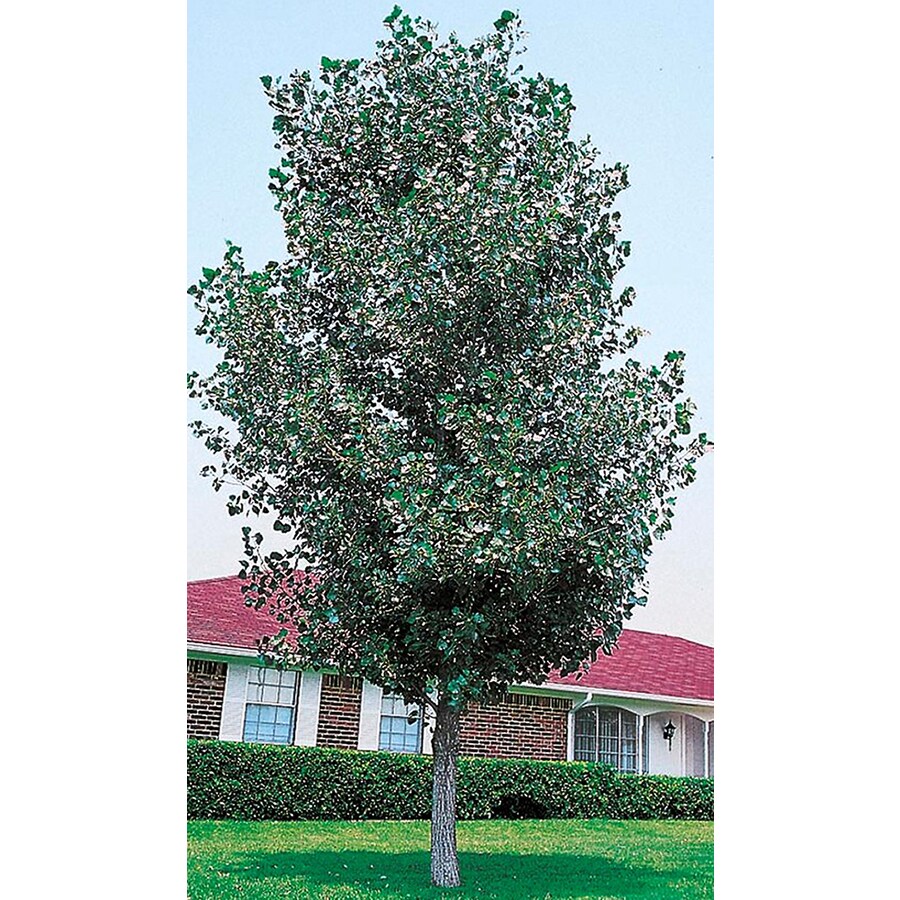best 28 trim a tree lowes tree pruning basics shop 9 best 28 trim a tree lowes tree pruning basics shop 9