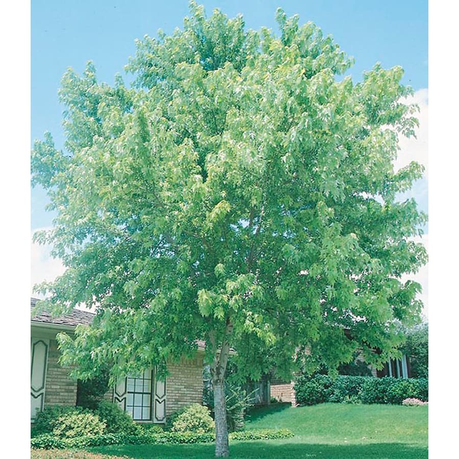 8-75-gallon-silver-maple-shade-tree-in-pot-with-soil-l1124-at-lowes