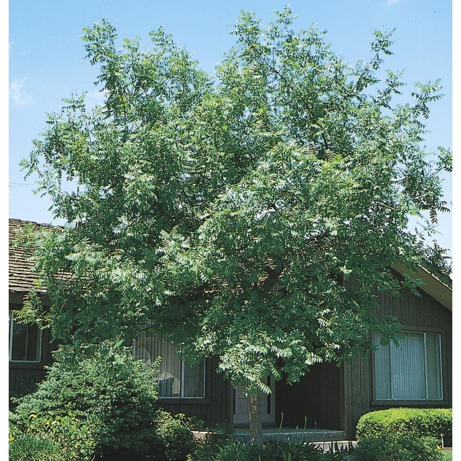 8.75-Gallon Chinese Pistache Shade Tree in Pot (With Soil) (L1089) at ...