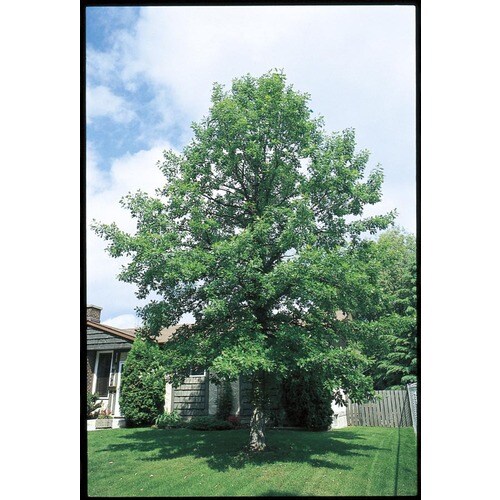 8.75Gallon Bur Oak Shade Tree in Pot (With Soil) (L1102) at