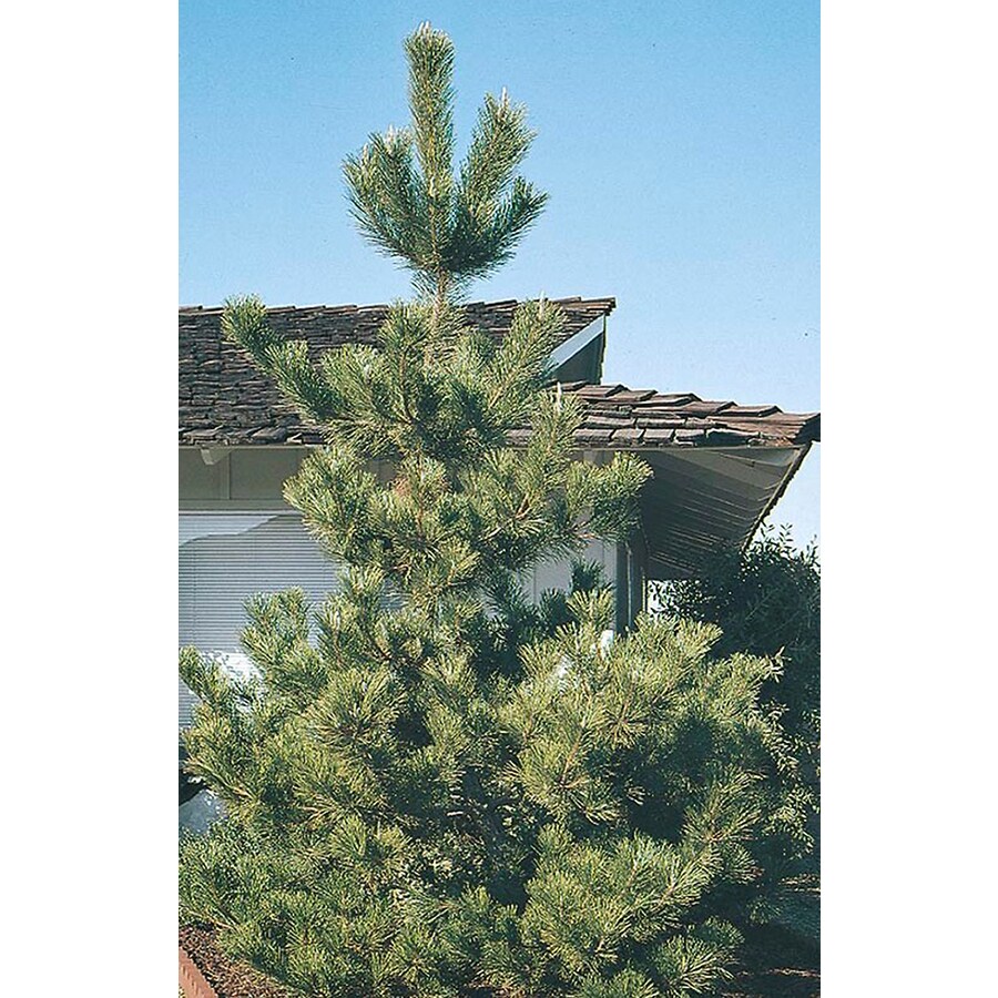 8 75 Gallon Anese Black Pine Feature Tree L1060 At Lowes 8 75 Gallon Anese Black Pine Feature Tree L1060
