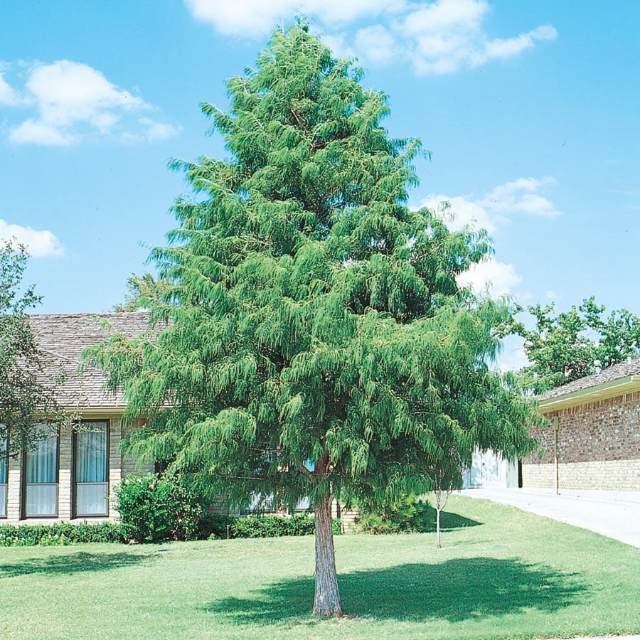 28.5Gallon Bald Cypress Shade Tree (L3245) at