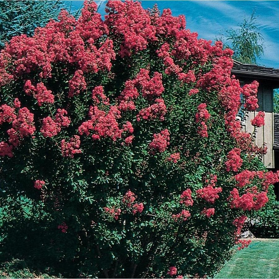 Cool Crepe Myrtles At Lowes Photos