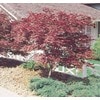 Shop 1.5-Gallon Red Japanese Maple Feature Tree (L3165) at Lowes.com