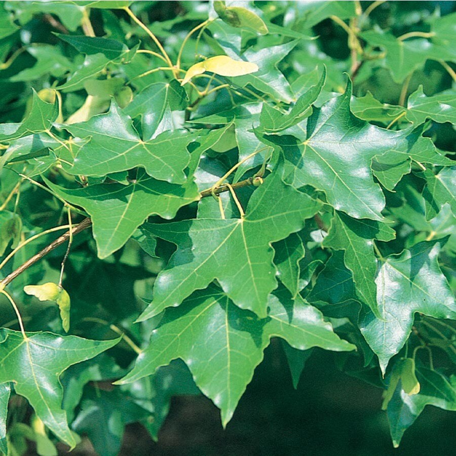 8.75-Gallon Shantung Maple Shade Tree (L6789) at Lowes.com