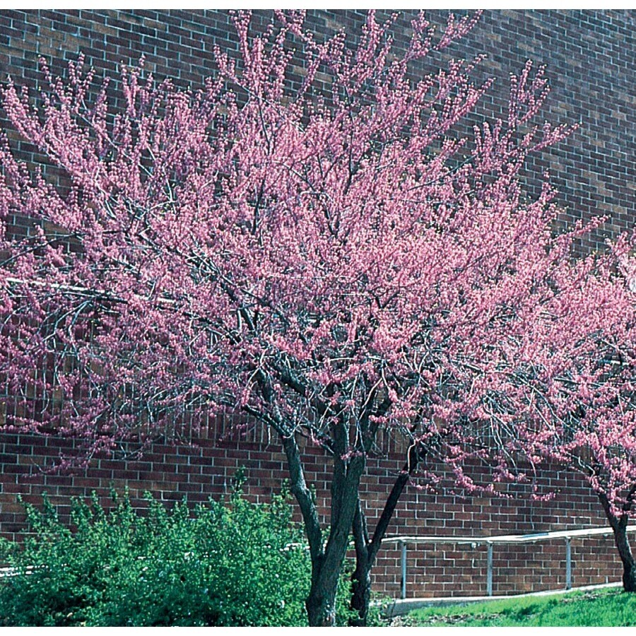 28.5-Gallon Pink Redbud Flowering Tree in Pot (L11838)