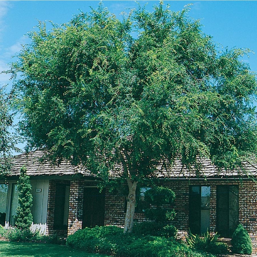 NURSERY 28.5-Gallon Lace Bark/Chinese Elm Shade Tree (L4376)
