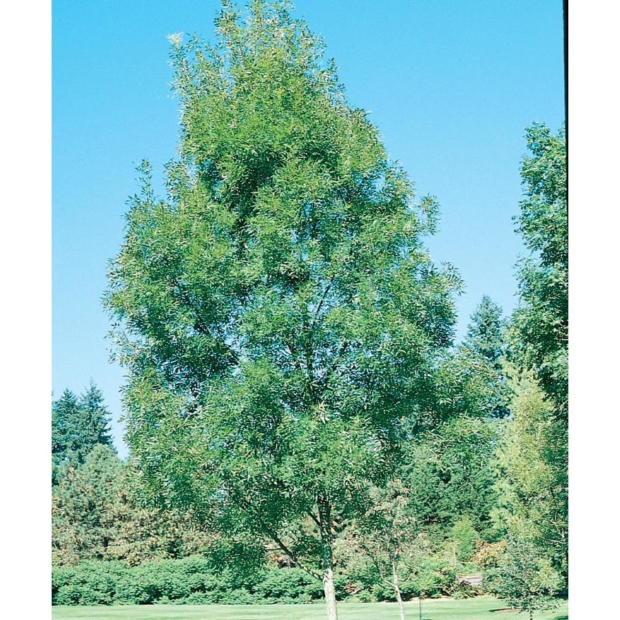 13.35-Gallon White Raywood Ash Shade Tree in Pot (With Soil) (L3493)