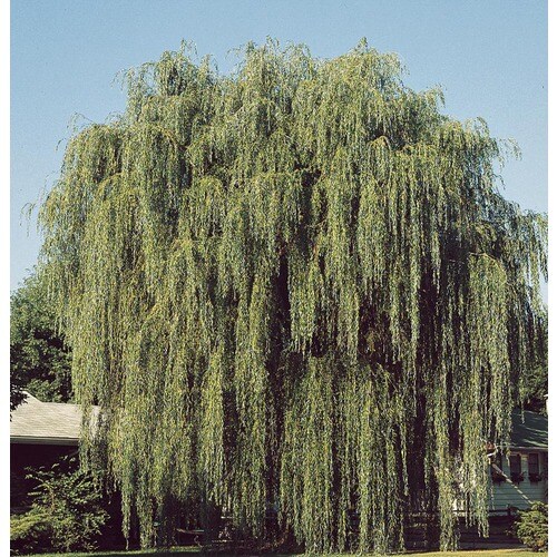 13.35-Gallon Green Weeping Willow Shade Tree (L1411) in the Trees ...