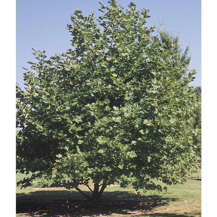 3 68 Gallon Mexican Sycamore Shade Tree L24202 At Lowes 3 68 Gallon Mexican Sycamore Shade Tree L24202