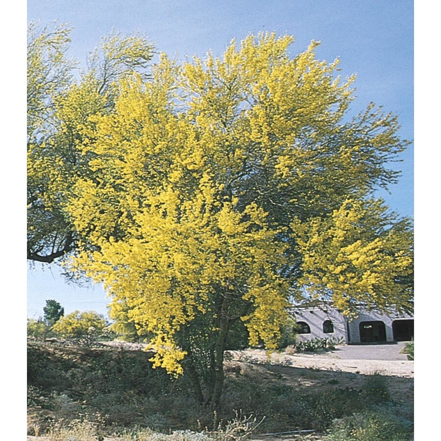 10 25 Gallon Yellow Desert Museum Palo Verde Feature Tree In Pot Lw In The Trees Department At Lowes Com