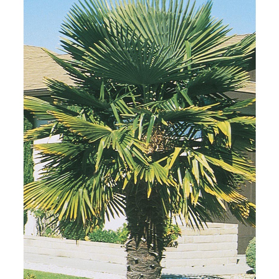 17.95Gallon Yellow Windmill Palm Feature Tree (L5363) at