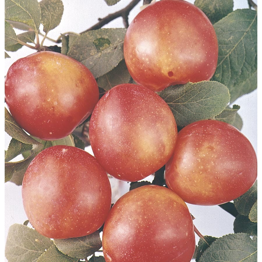 6Gallon Bruce Plum Tree (L1345) at