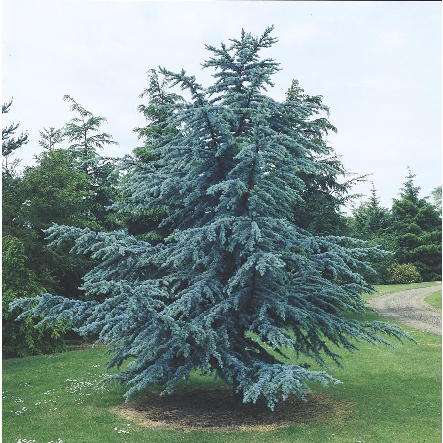 8.75Gallon Blue Atlas Cedar Feature Tree (L4673) at