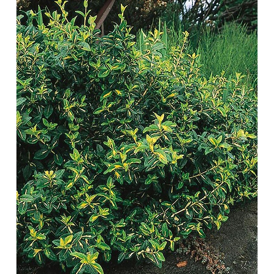 Moonshadow Euonymus Accent Shrub In Pot L7692 In The Shrubs Department At Lowes Com